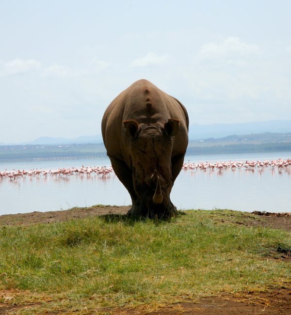 Lake Nakuru