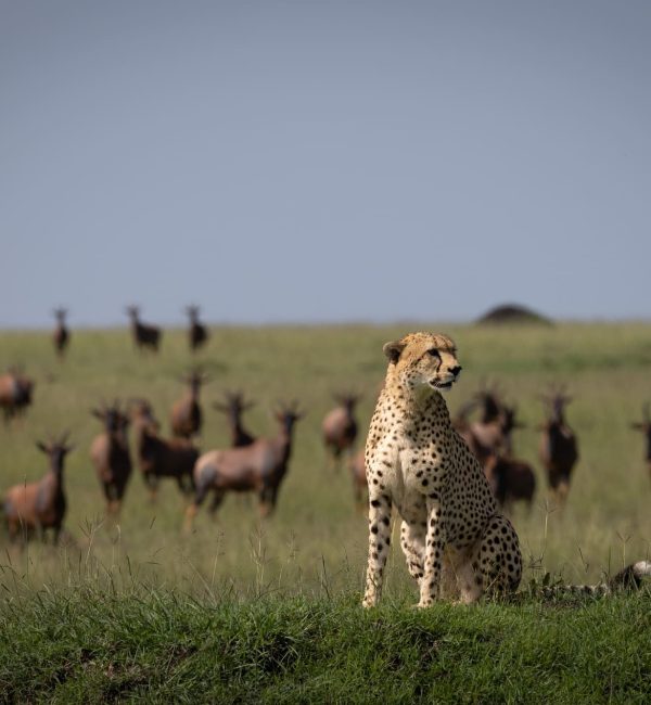 Maasai Mara Game Reserve