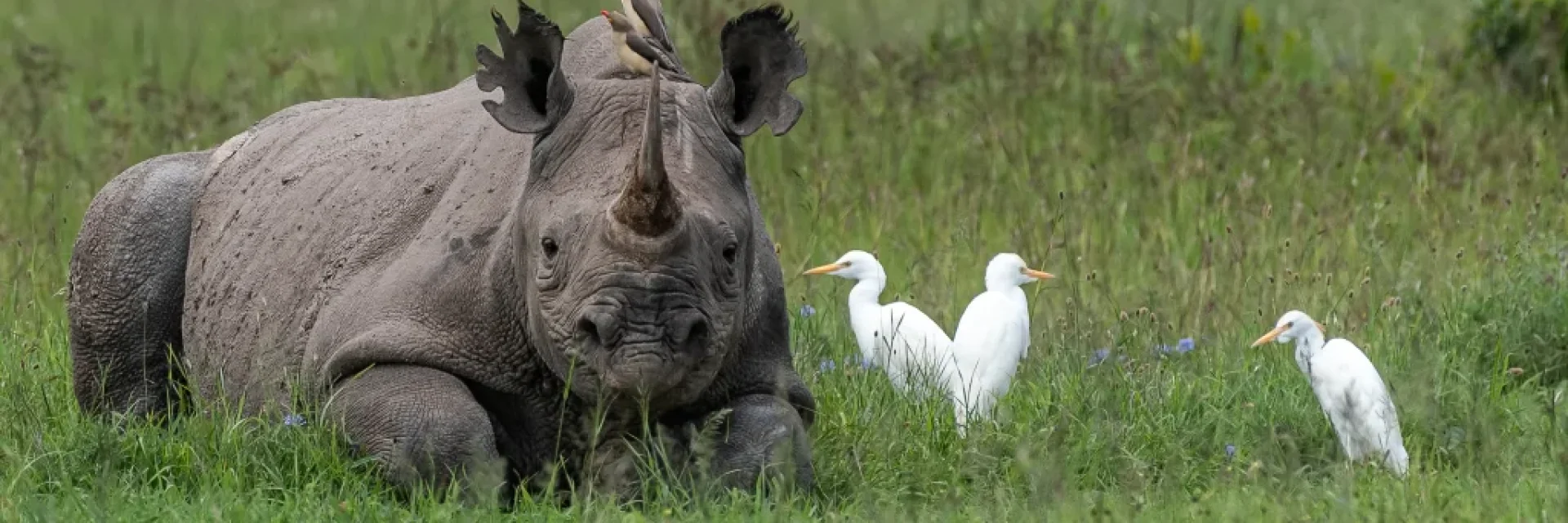 Ol Pejeta Conservancy