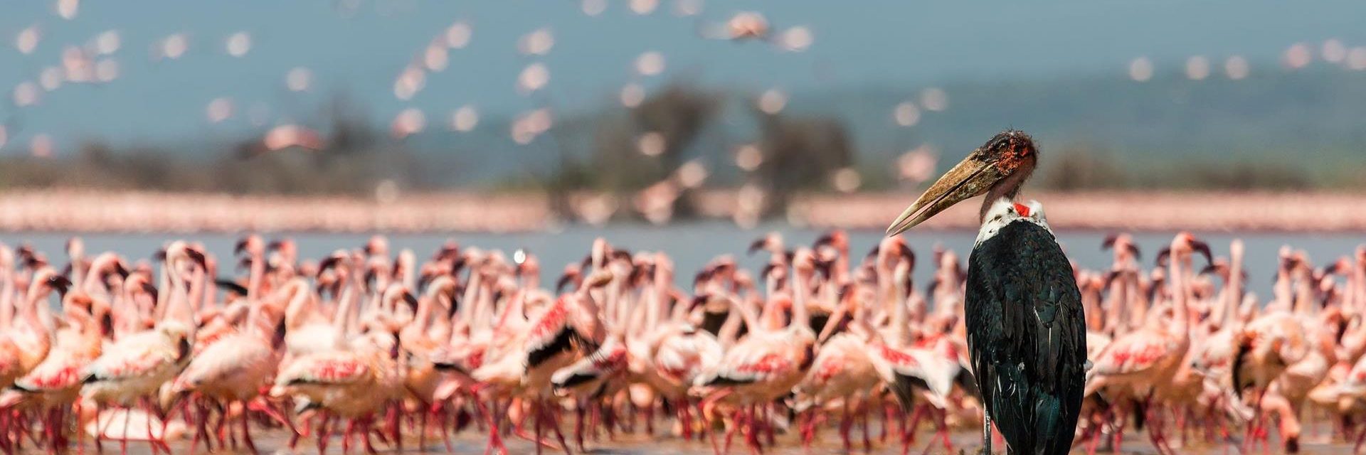lake naivasha national park