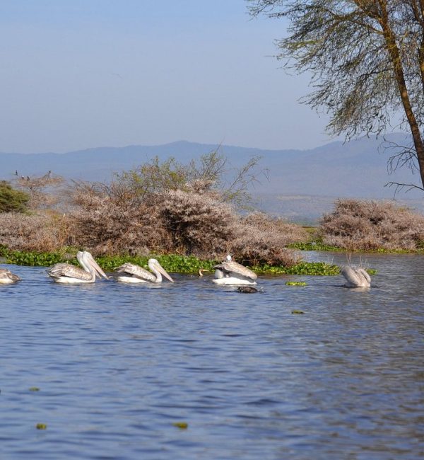 lake-naivasha