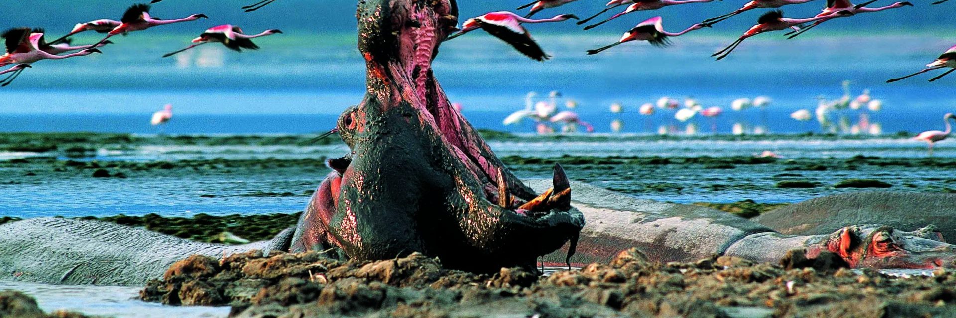 lake nakuru national park